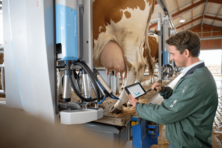 Automatyczny robot udojowy w nowoczesnej oborze obsługuje krowę bez udziału człowieka. Obok operator nadzoruje system przez tablet.